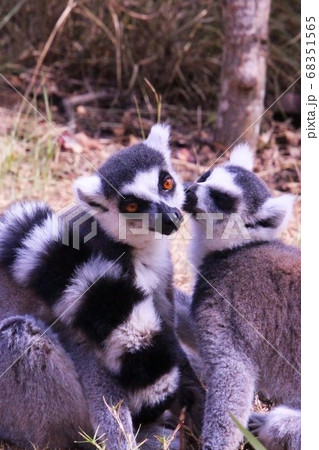 マダガスカルのワオキツネザル Ring Tailed Lemur In Madagascarの写真素材