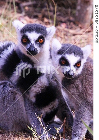 マダガスカルのワオキツネザル Ring Tailed Lemur In Madagascarの写真素材