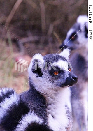 マダガスカルのワオキツネザル Ring Tailed Lemur In Madagascarの写真素材