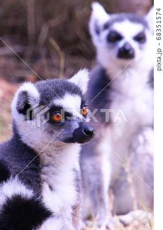 マダガスカルのワオキツネザル Ring Tailed Lemur In Madagascarの写真素材