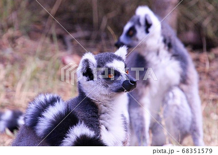 マダガスカルのワオキツネザル Ring-tailed lemur in Madagascar マダガスカルのワオキツネザル Ring-tailed lemur in Madagascar 68351579