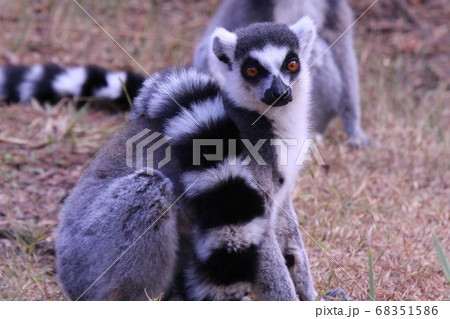 マダガスカルのワオキツネザル Ring Tailed Lemur In Madagascarの写真素材