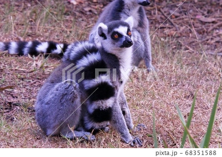 マダガスカルのワオキツネザル Ring Tailed Lemur In Madagascarの写真素材 6515