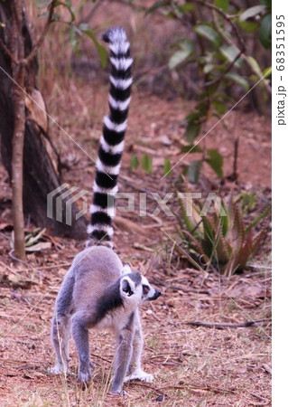 マダガスカルのワオキツネザル Ring-tailed lemur in Madagascar