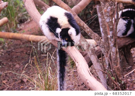 マダガスカルのクロシロエリマキキツネザル　 Ruffed lemur in Madagascar 68352017