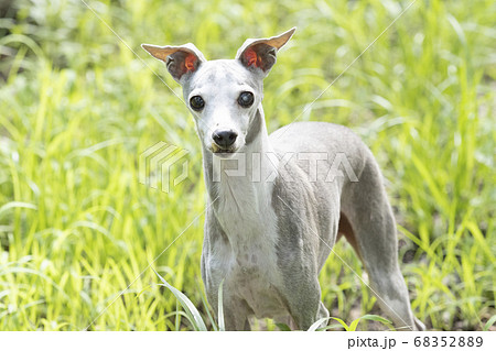 草むらのイタリアングレーハウンド 草むらのイタリアングレーハウンド 68352889