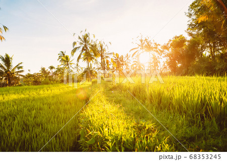 Rise terraces with coconut palms in Bali and sunrise or sunset sun light 68353245
