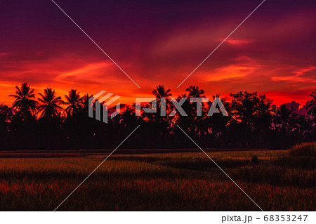 Rise terraces and tropical palms in Bali with sunrise or sunset tones 68353247