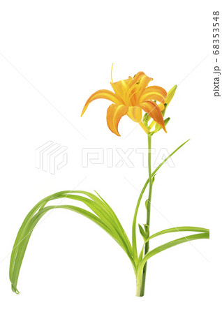 ハマカンゾウ 68353548