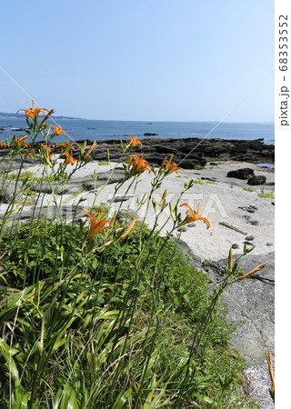 ハマカンゾウ 68353552