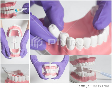 Teeth human model.Dental care concept.Collage Teeth human model.Dental care concept.Collage 68353768