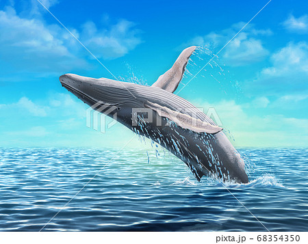 Humpback Whale Jumpingのイラスト素材