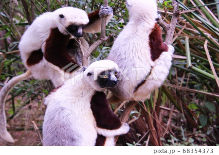 マダガスカルのベローシファカ　 Bellow Sifaka in Madagascar 68354373