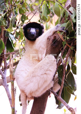 マダガスカルのベローシファカ Bellow Sifaka in Madagascar マダガスカルのベローシファカ Bellow Sifaka in Madagascar 68354374