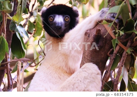 マダガスカルのベローシファカ Bellow Sifaka in Madagascar マダガスカルのベローシファカ Bellow Sifaka in Madagascar 68354375