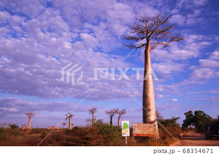 マダガスカル・モロンダバのバオバブ Baobabs in Morondava Madagascar マダガスカル・モロンダバのバオバブ Baobabs in Morondava Madagascar 68354671