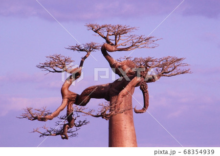 マダガスカルのバオバブの独特な枝 Unique Baobab Branches Madagascar マダガスカルのバオバブの独特な枝 Unique Baobab Branches Madagascar 68354939