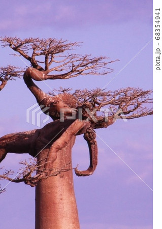 マダガスカルのバオバブの独特な枝 Unique Baobab Branches Madagascar 68354941