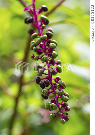 ヨウシュヤマゴボウの実 68355122