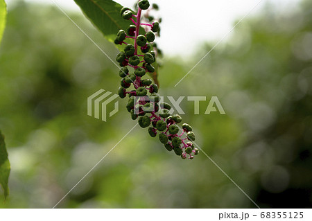 ヨウシュヤマゴボウの実 68355125