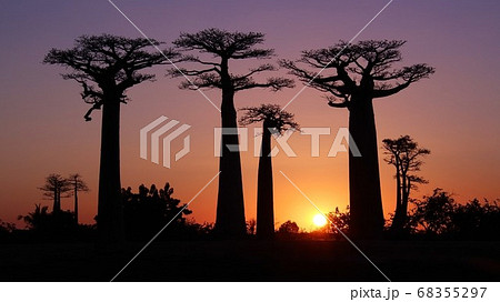 マダガスカルのバオバブ並木の夕日　Sunset and Baobab Madagascar 68355297