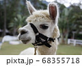 動物 動物学 アルパカ 68355718
