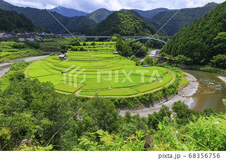 あらぎ島 夏 あらぎ島 夏 68356756