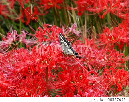 ヒガンバナの蜜を吸うアゲハチョウ ヒガンバナの蜜を吸うアゲハチョウ 68357095