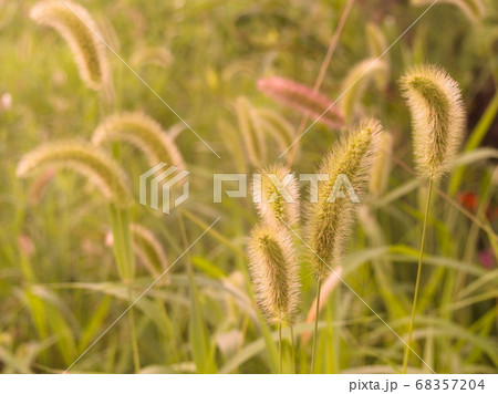 ねこじゃらし 68357204