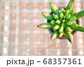 多肉植物　キラキラ背景 68357361