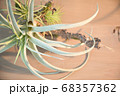 アンティーク調　フェイクグリーン 68357362