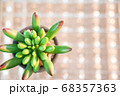 多肉植物　キラキラ背景2 68357363
