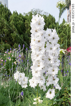 花 フラワー お花 68357385