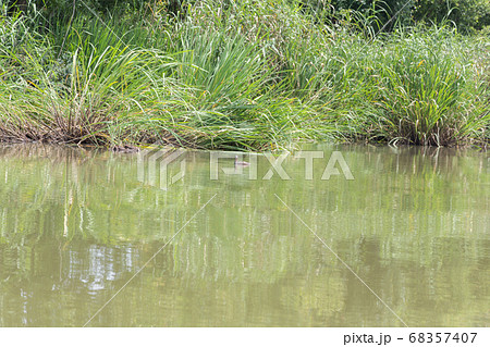 水辺のよし 68357407