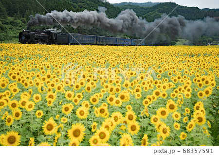 ひまわり畑を走るSL銀河 ひまわり畑を走るSL銀河 68357591