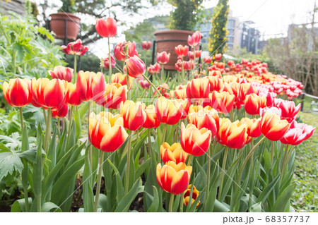 チューリップ チューリップ 花 68357737