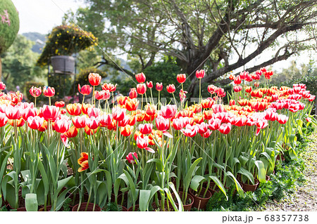 チューリップ ﾁｭｰﾘｯﾌﾟ 花 68357738