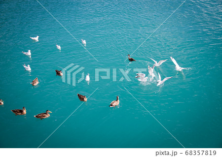 Duck in water in Queenstown lake, New Zealand Duck in water in Queenstown lake, New Zealand 68357819