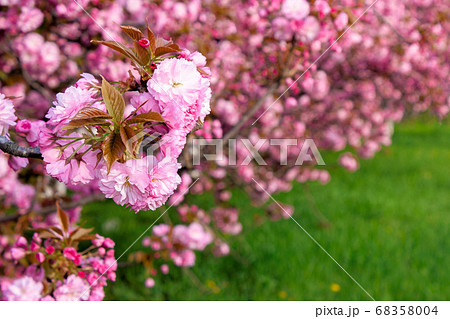 pink sakura blossom above the green grass. nature pink sakura blossom above the green grass. nature 68358004