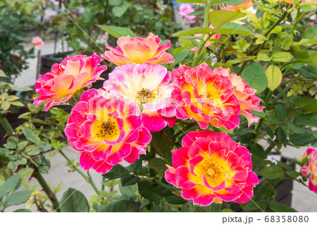 花 フラワー お花 68358080