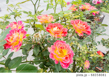 花 フラワー お花 68358081