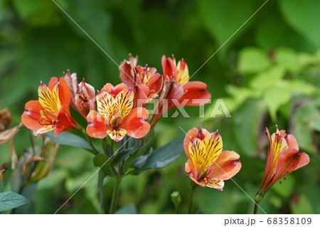 8月　調布507アルストロメリア･ユリズイセン科･京王フローラルガーデンアンジェ 68358109