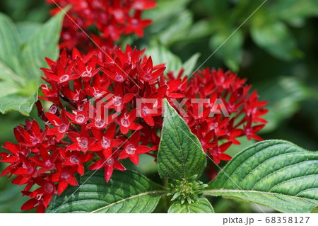 8月　調布488ペンタス･アカネ科･京王フローラルガーデンアンジェ 68358127