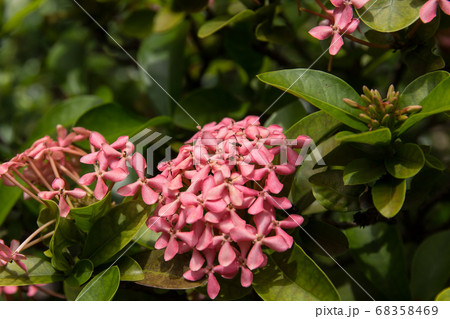 Close up of Small Pink  Ixora flower 68358469