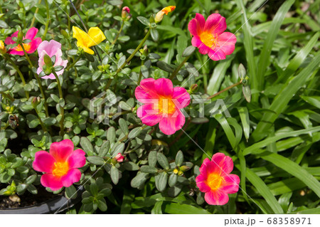 Common Purslane flower 68358971