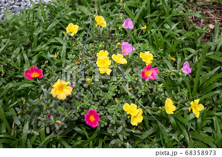 Common Purslane flower Common Purslane flower 68358973