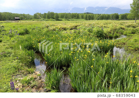 北海道　上士幌　初夏の十勝三股　キショウブ群生地 68359043