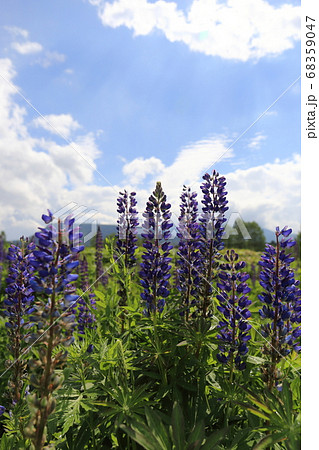 北海道 上士幌 初夏の十勝三股 ルピナス群生地 北海道 上士幌 初夏の十勝三股 ルピナス群生地 68359047