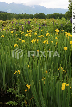 北海道　上士幌　初夏の十勝三股　キショウブ群生地 68359055