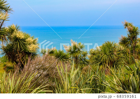Blooming Cordyline australis trees Blooming Cordyline australis trees 68359161